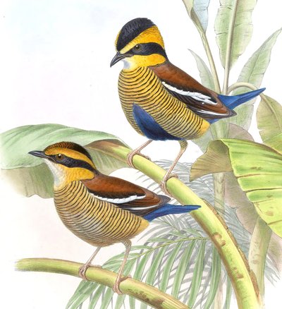 Pitta schwaneri = Hydrornis schwaneri by John Gould